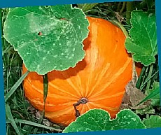  агротехника тыквы